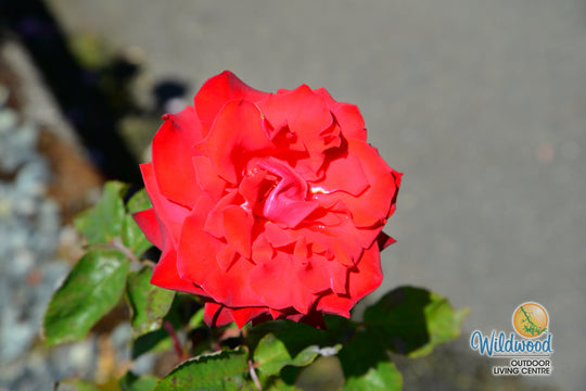 Eleganza® Grande Amore™ - Kordes® Roses