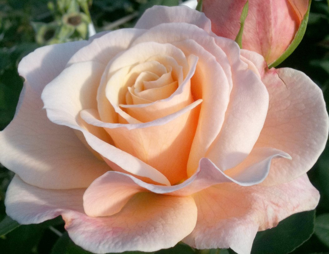 Eleganza® Oh Happy Day™ - Kordes® Roses – Wildwood Outdoor Living