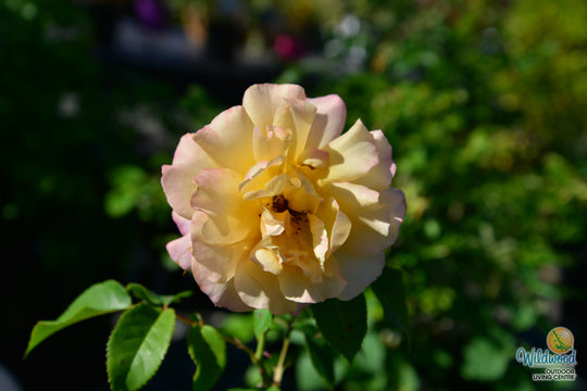 Eleganza® Sunny Sky™ - Kordes® Roses