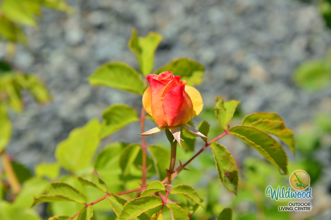 Eleganza® Sunny Sky™ - Kordes® Roses