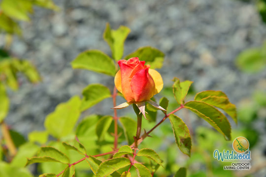 Eleganza® Sunny Sky™ - Kordes® Roses