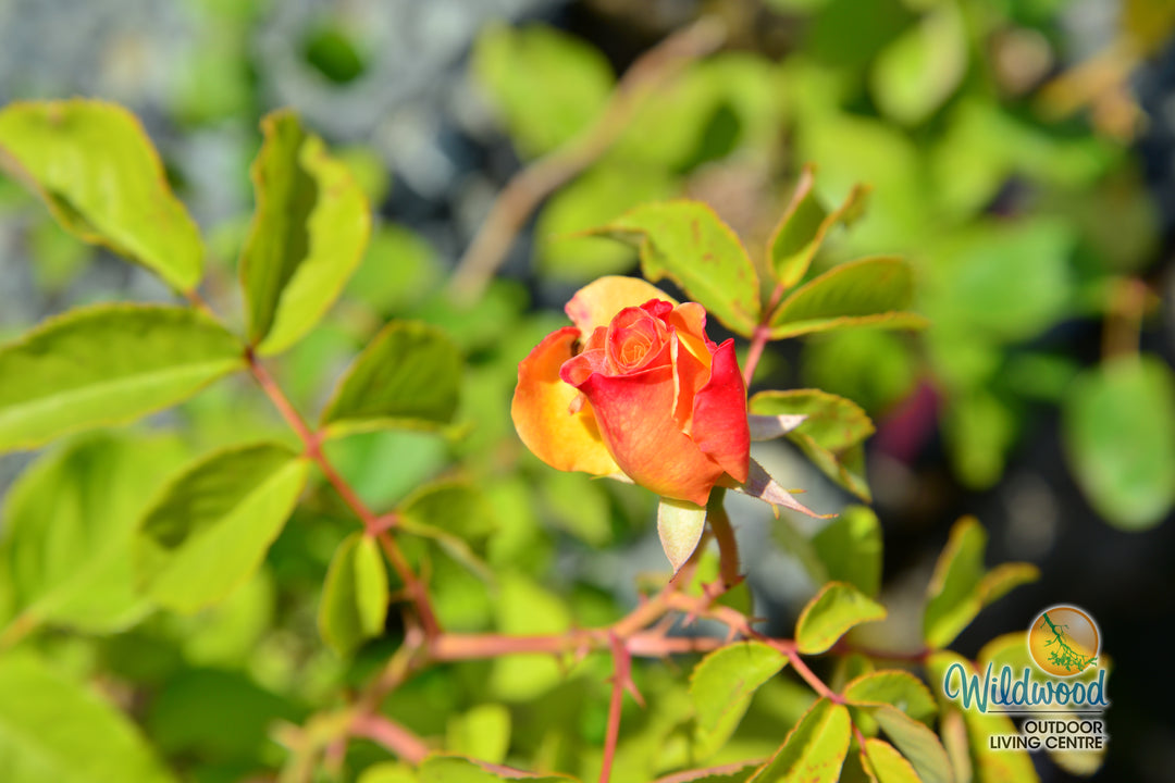 Eleganza® Sunny Sky™ - Kordes® Roses