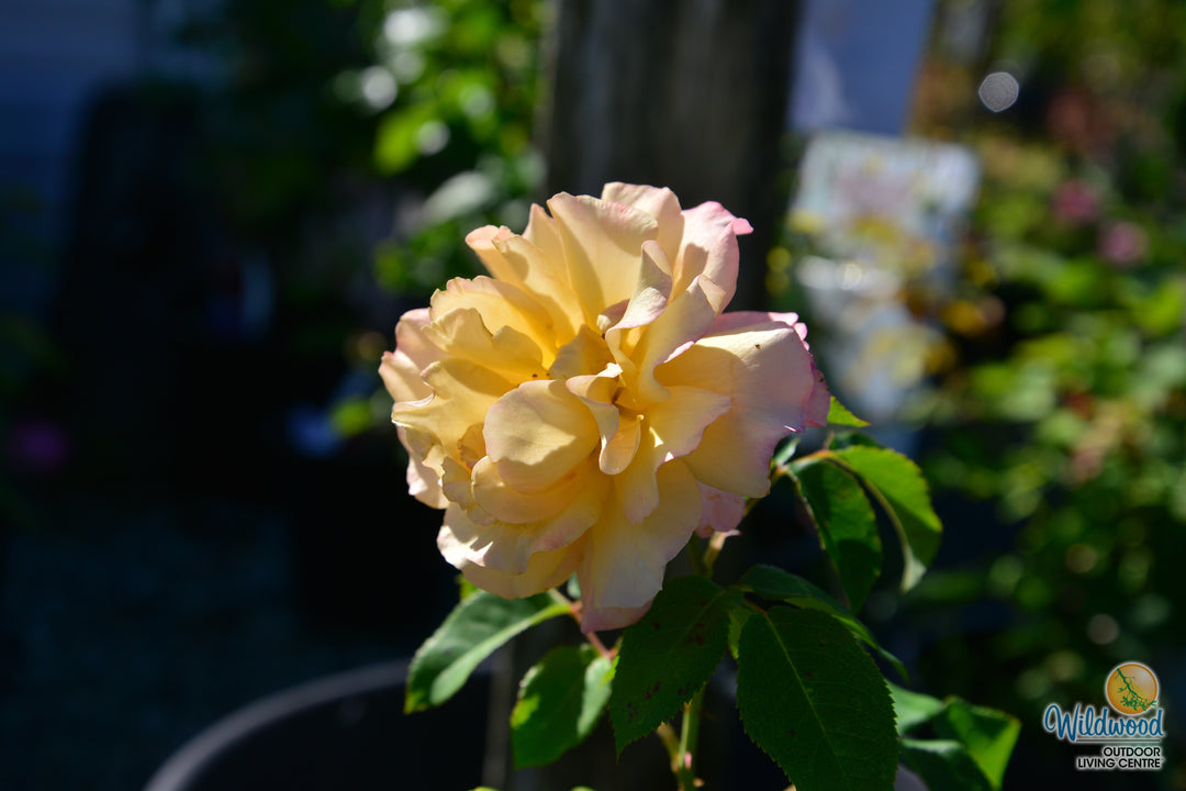 Eleganza® Sunny Sky™ - Kordes® Roses