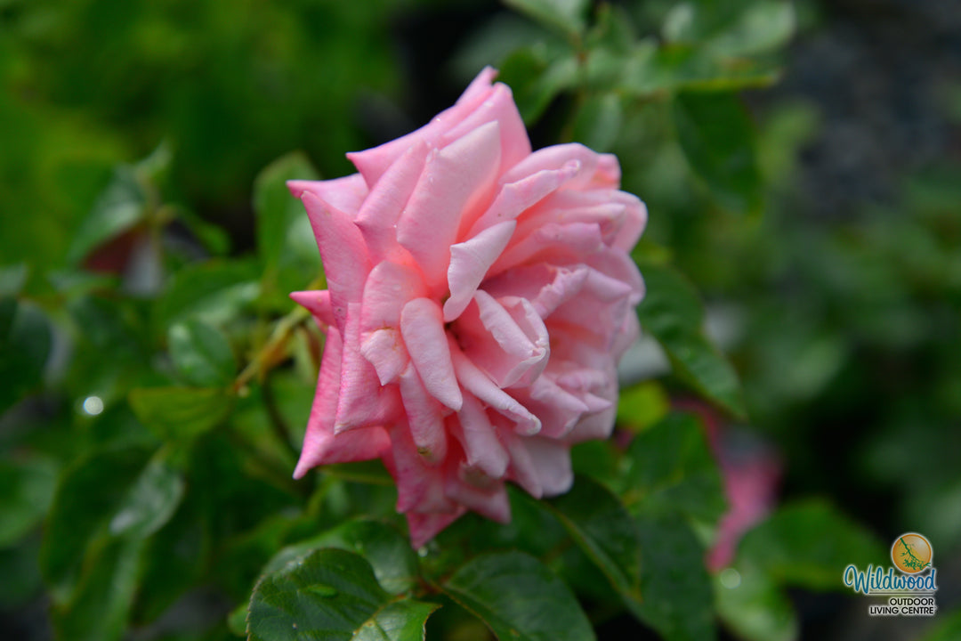Eleganza® Wedding Bells™ - Kordes® Roses