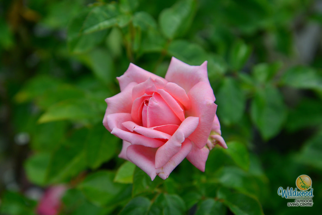 Eleganza® Wedding Bells™ - Kordes® Roses
