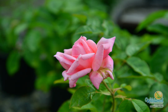 Eleganza® Wedding Bells™ - Kordes® Roses