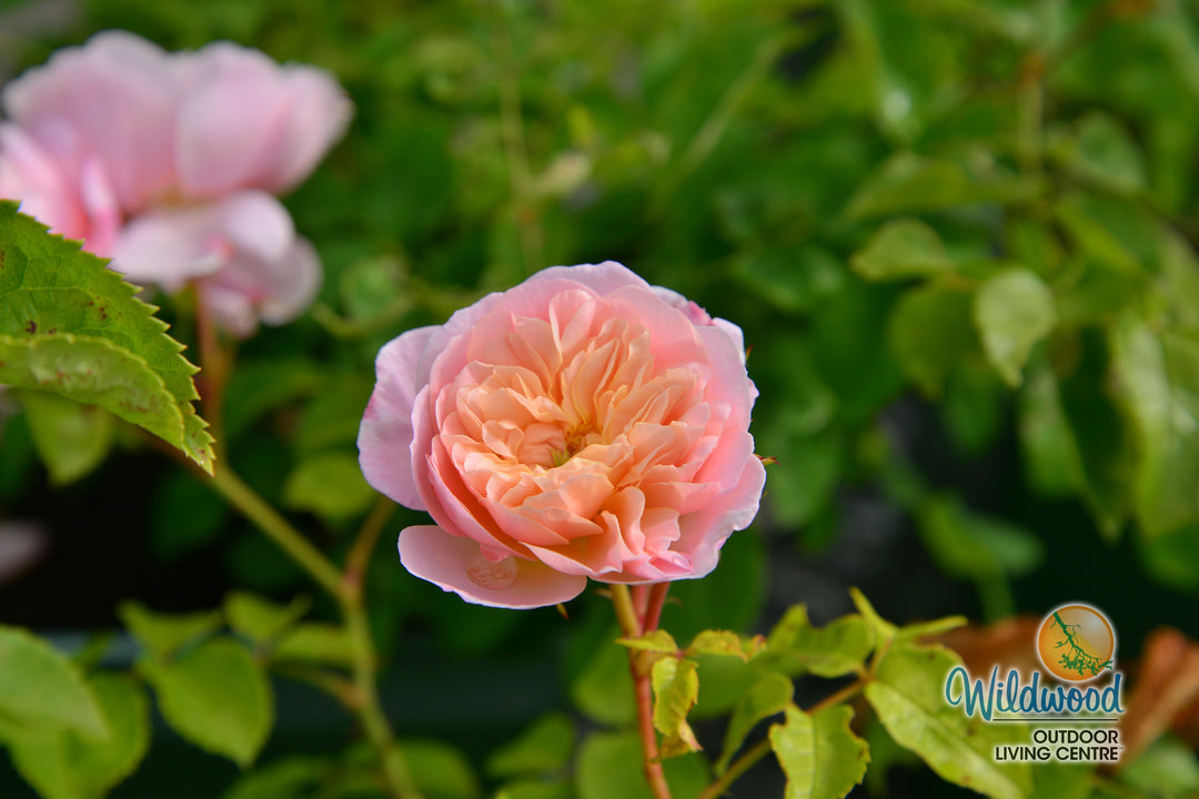 Elizabeth - David Austin Rose