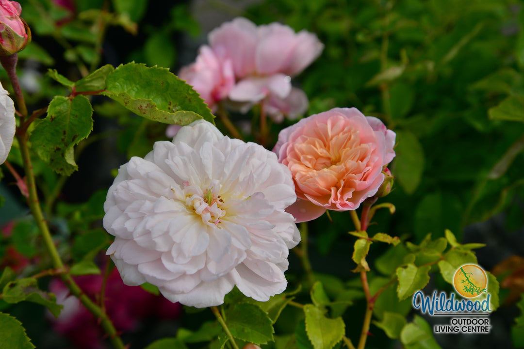 Elizabeth - David Austin Rose