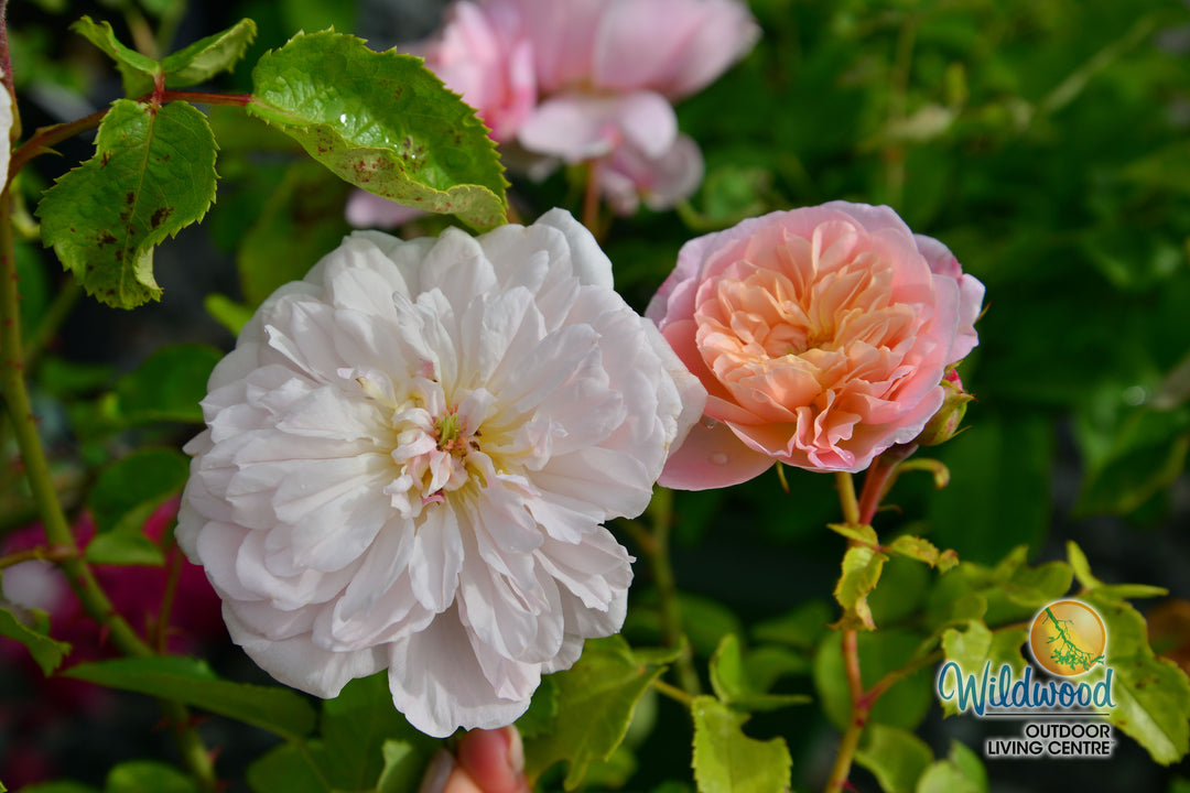 Elizabeth - David Austin Rose