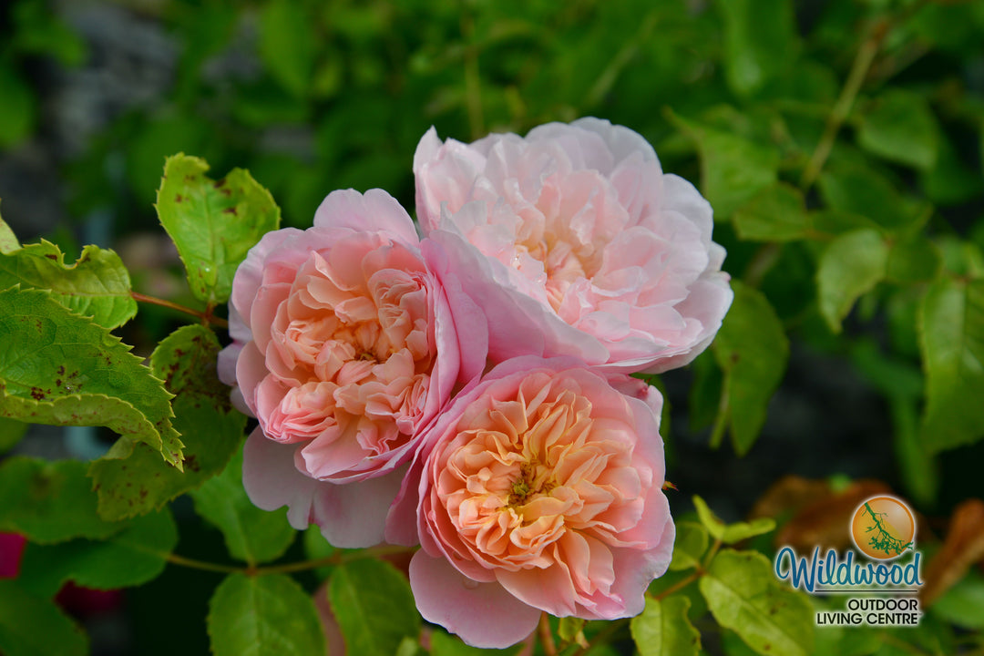 Elizabeth - David Austin Rose