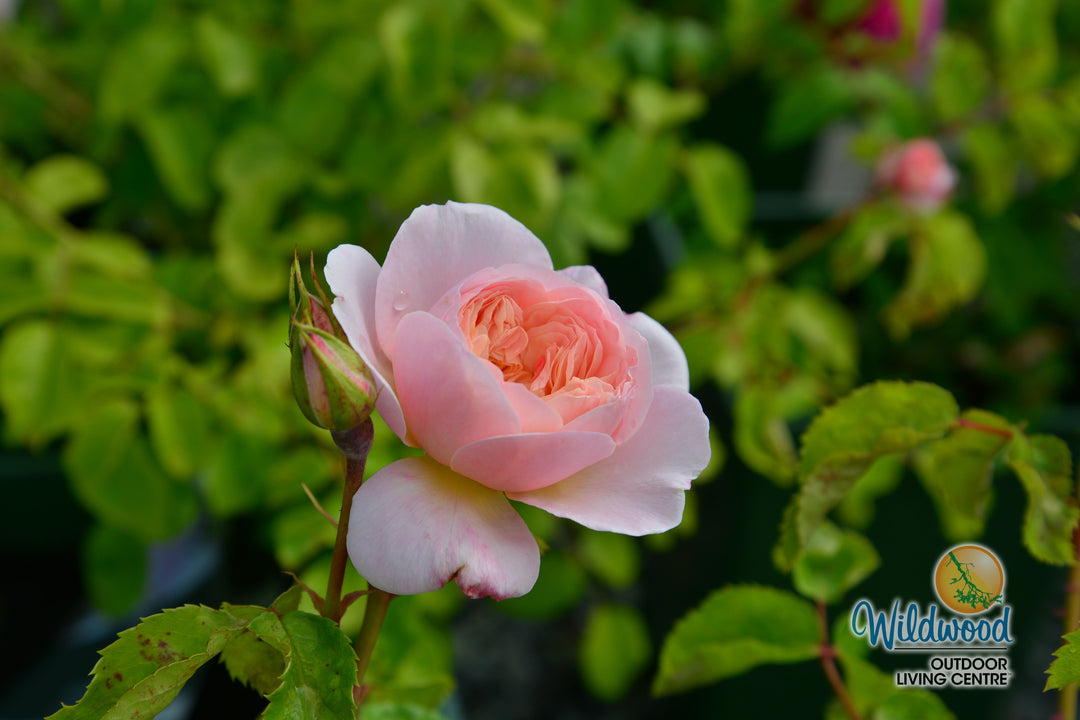Elizabeth - David Austin Rose