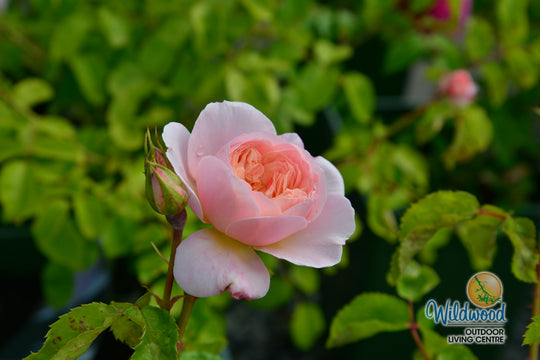 Elizabeth - David Austin Rose