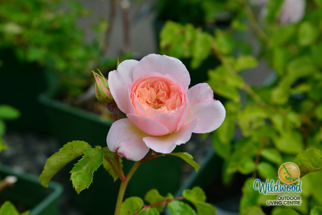 Elizabeth - David Austin Rose