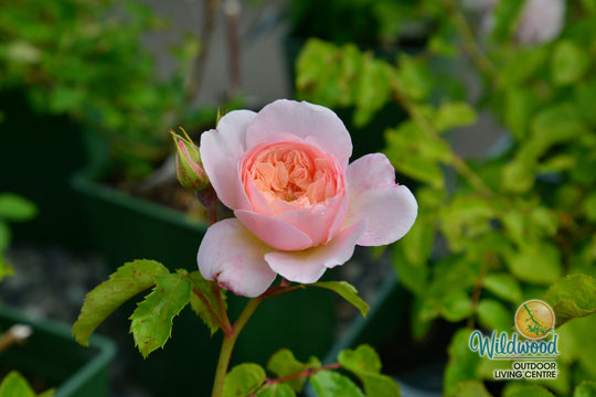 Elizabeth - David Austin Rose
