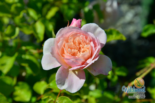 Elizabeth - David Austin Rose