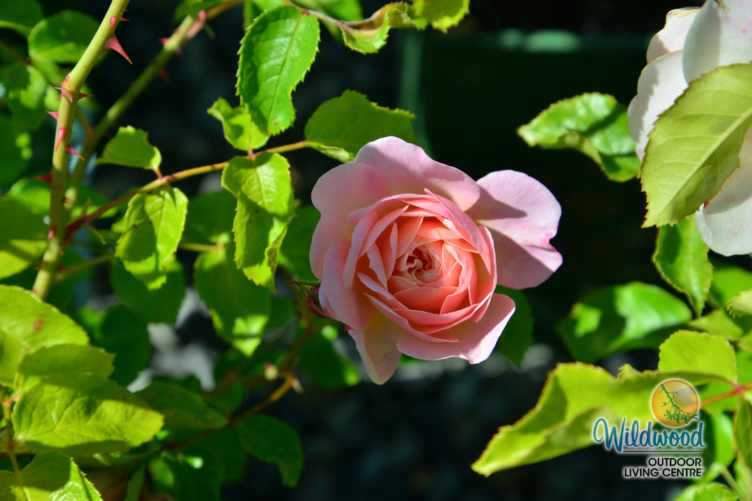 Elizabeth - David Austin Rose