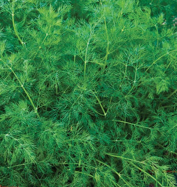 Organic Dill Ella - West Coast Seeds