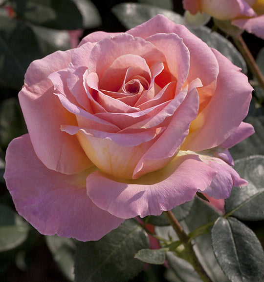Elle - Star Roses and Plants