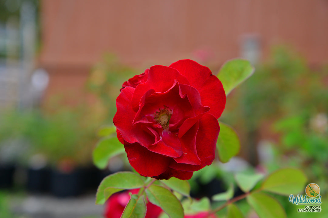 Emily Carr - Cold Hardy Rose