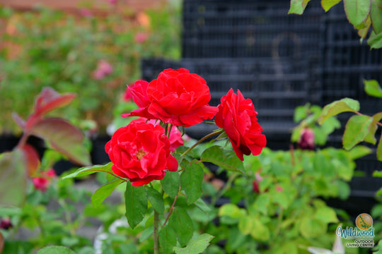 Emily Carr - Cold Hardy Rose