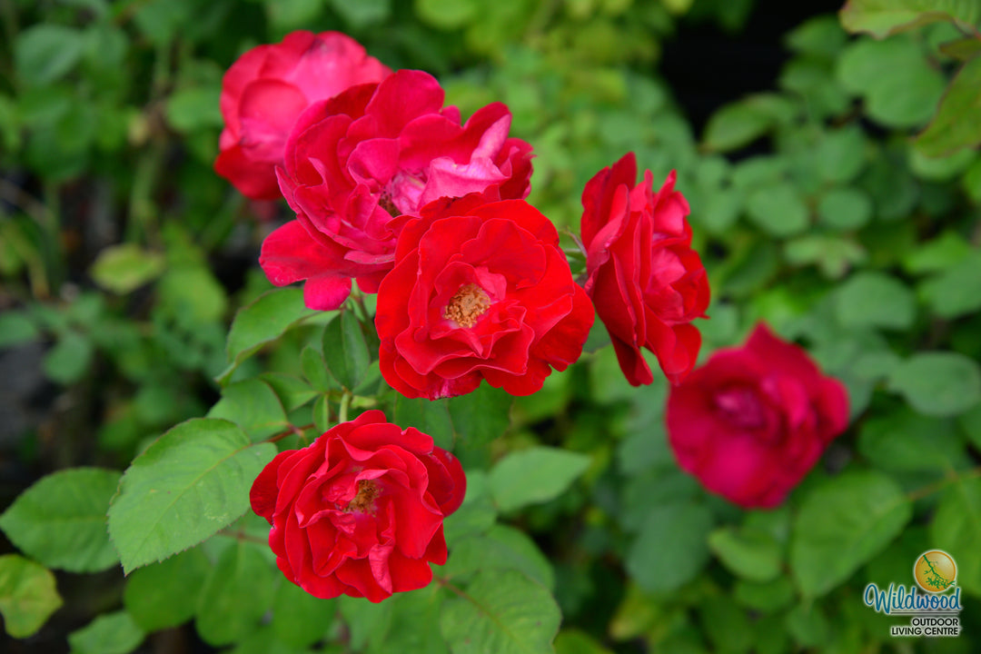 Emily Carr - Cold Hardy Rose