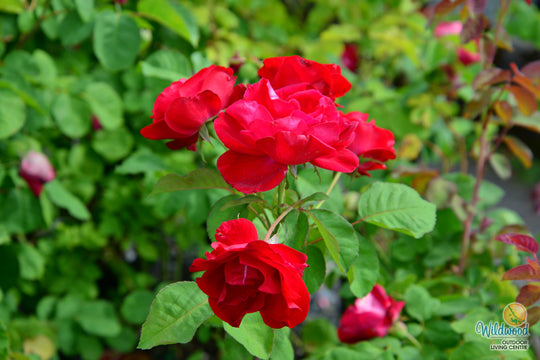 Emily Carr - Cold Hardy Rose