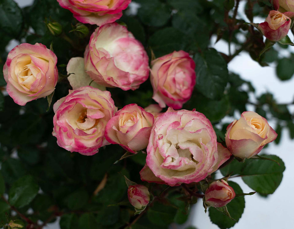 Enchanted Meadow - Star Roses and Plants