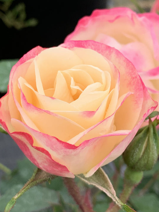 Enchanted Meadow - Star Roses and Plants