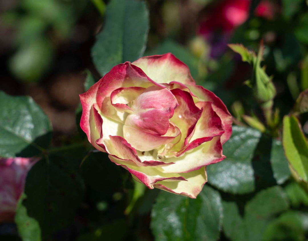 Enchanted Meadow - Star Roses and Plants