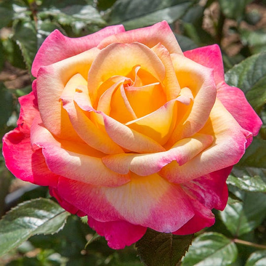 Enchanted Peace - Star Roses and Plants