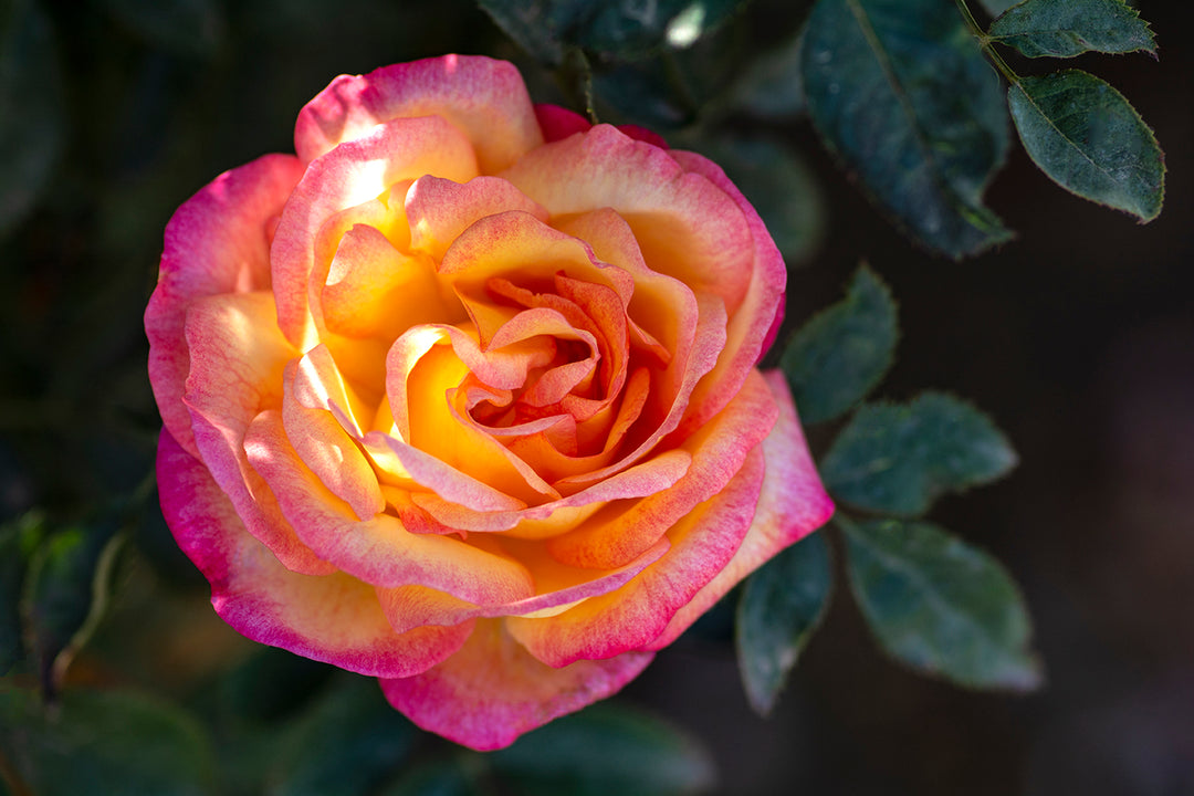 Enchanted Peace - Star Roses and Plants