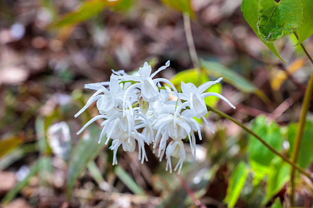 Epimedium - Bandit, 1 Pack