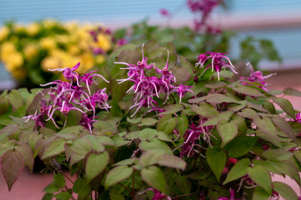 Epimedium - Lilafee, 1 Pack