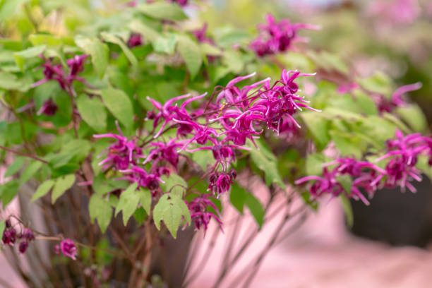 Epimedium - Lilafee, 1 Pack