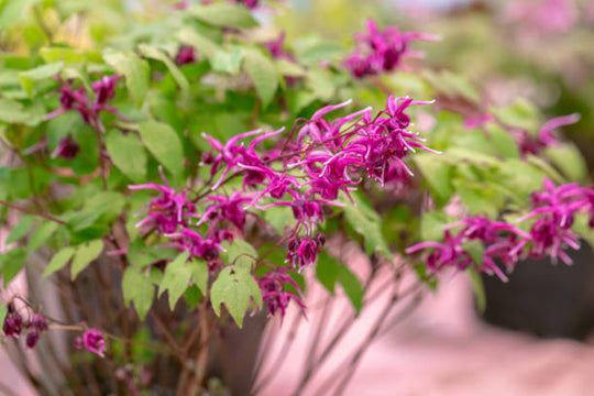 Epimedium - Lilafee, 1 Pack