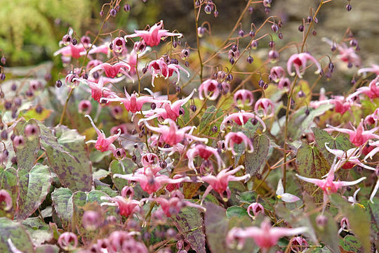 Epimedium - Pretty in Pink, 1 Pack