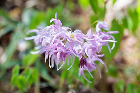 Epimedium - Pretty in Pink, 1 Pack