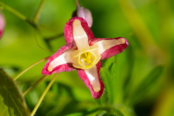 Epimedium - Rubrum, 1 Pack