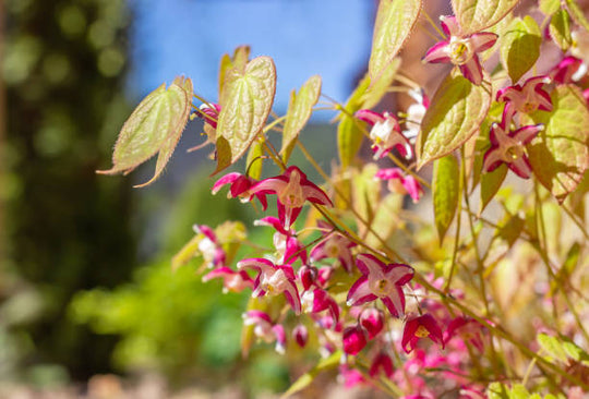 Epimedium - Rubrum, 1 Pack