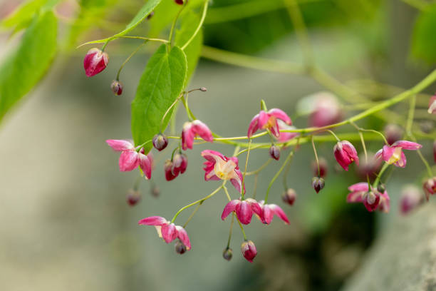 Epimedium - Rubrum, 1 Pack