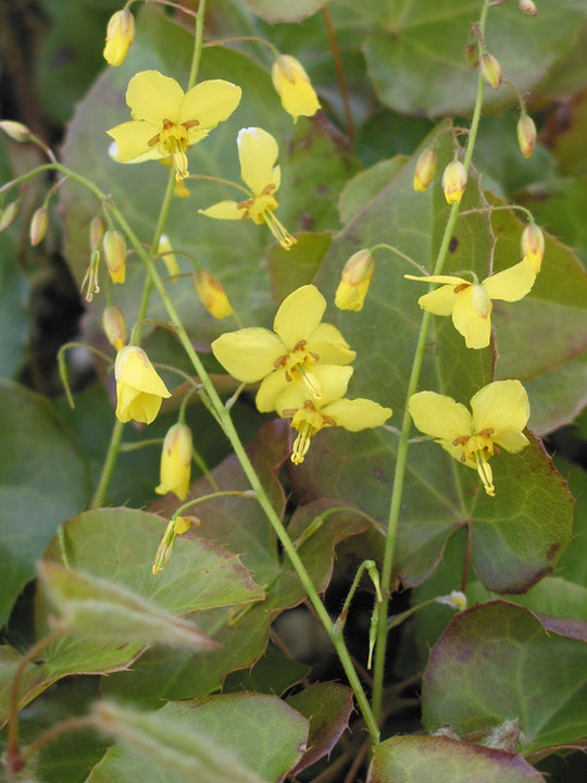Epimedium - Frohnleiten, 1 Pack