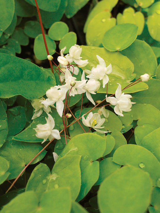 Epimedium - Niveum, 1 Pack