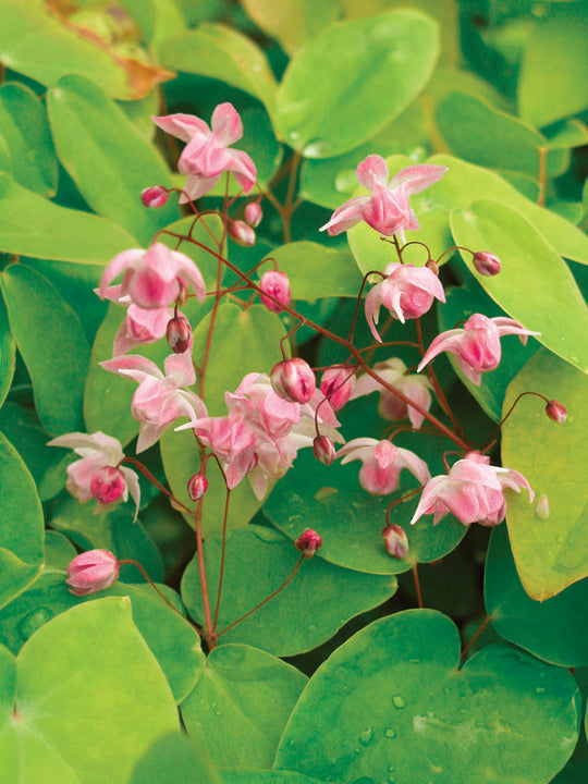 Epimedium - Roseum, 1 Pack