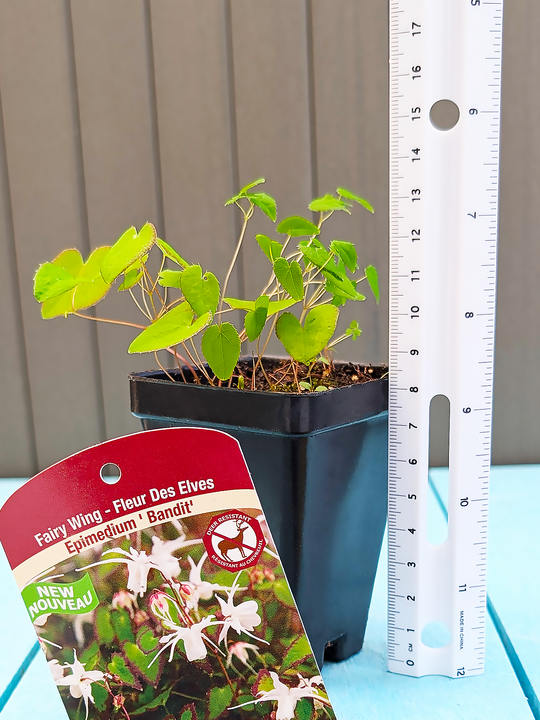 Epimedium_Bandit
