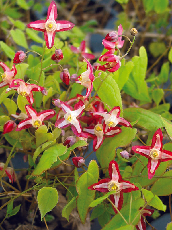 Epimedium - Rubrum, 1 Pack