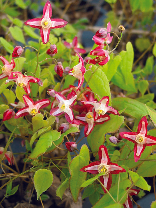Epimedium - Rubrum, 1 Pack