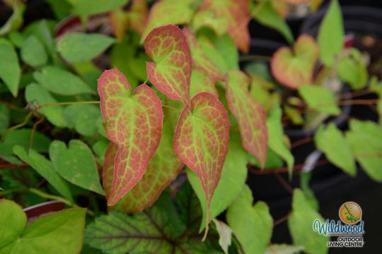 Epimedium - Rubrum, 1 Pack