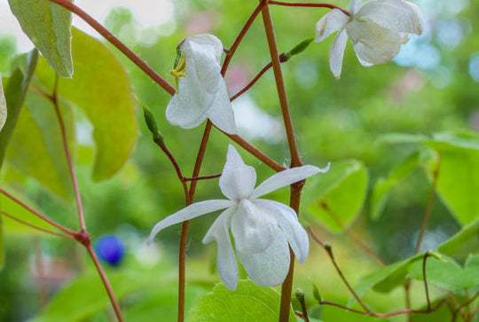 Epimedium - Niveum, 1 Pack