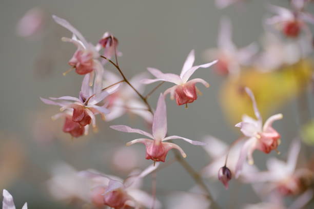 Epimedium - Roseum, 1 Pack