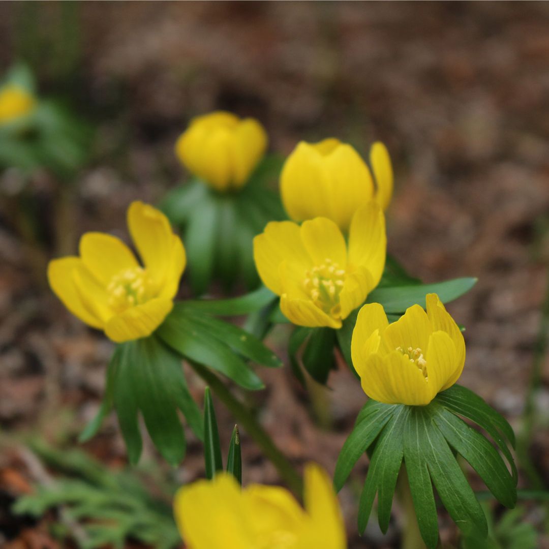 Eranthis - Winter Aconite, Cilicica, 10 Pack